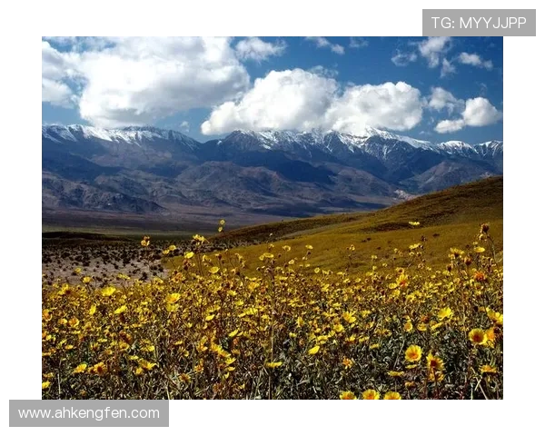 死亡谷第一季：在绝境中绽放的生命之花